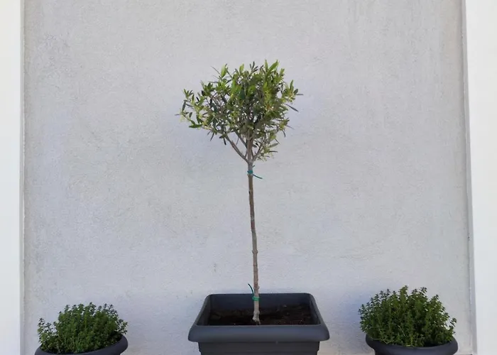 Sirokos Apartamento *