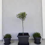 Sirokos Apartmán *